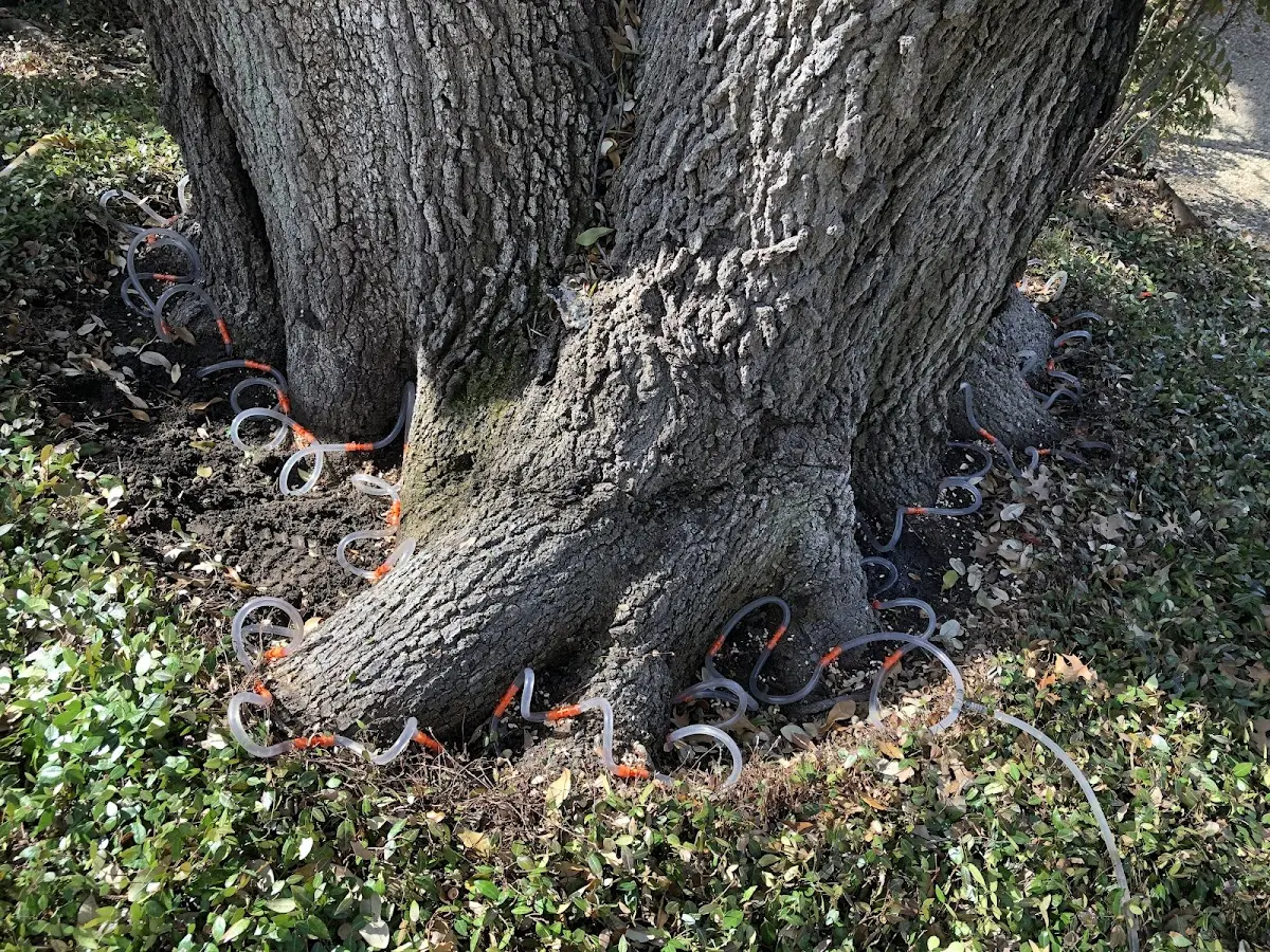Detailed Tree Cabling and Bracing job site in Alverda
