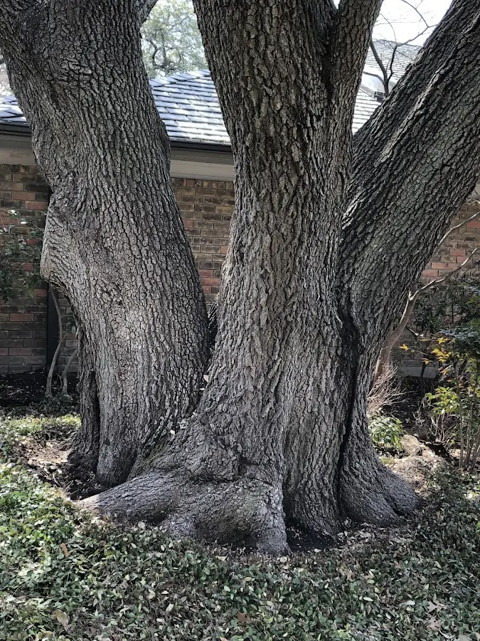 Mature heritage tree close to a Alverda property cared for by certified arborists